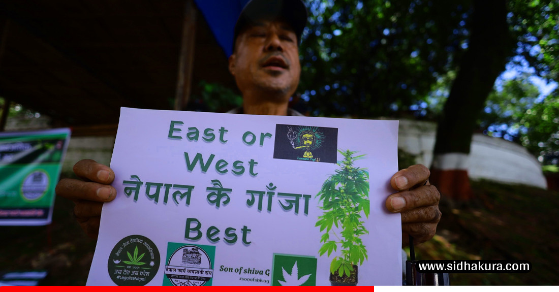 गाँजा सम्बन्धी मुद्दाको सुनुवाई छिटो गर्न माग गर्दै प्रदर्शन (तस्विरहरु)