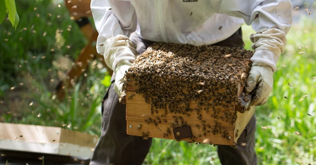 घारमा नै मौरी  धमाधम मर्न थालेपछि विज्ञटोली जुम्लामा