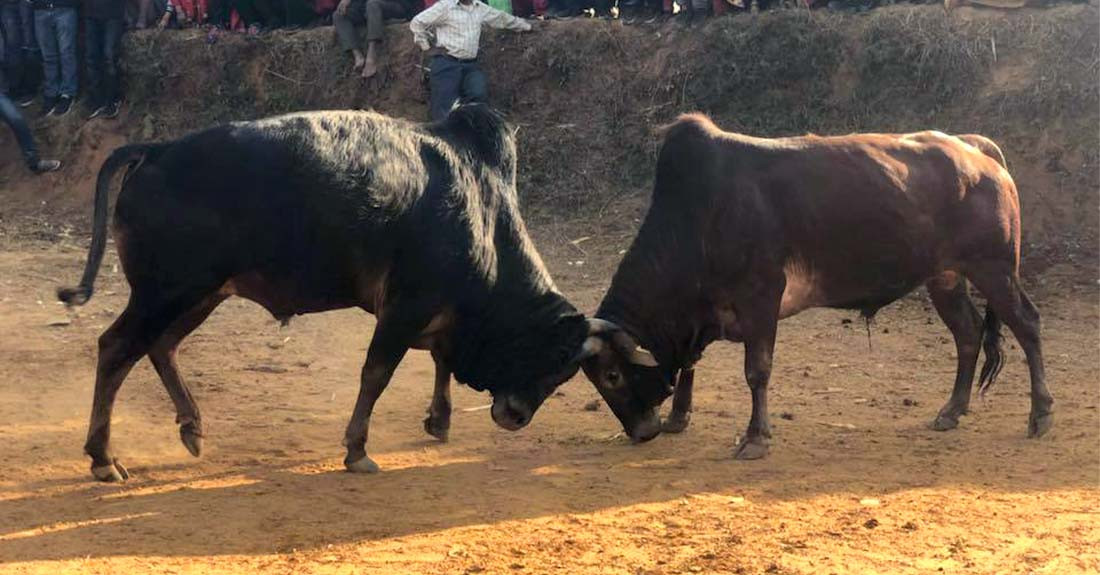 माघे सङ्क्रान्तिको अवसरमा धादिङको फ्याक्सेमा गोरु जुधाई प्रतियोगिता