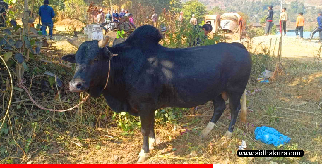 धादिङकाे फ्याक्सेमा माघे सङ्क्रान्तिकाे गोरु जुधाई मेला, दर्ता भए ३० वटा जुरे गाेरु