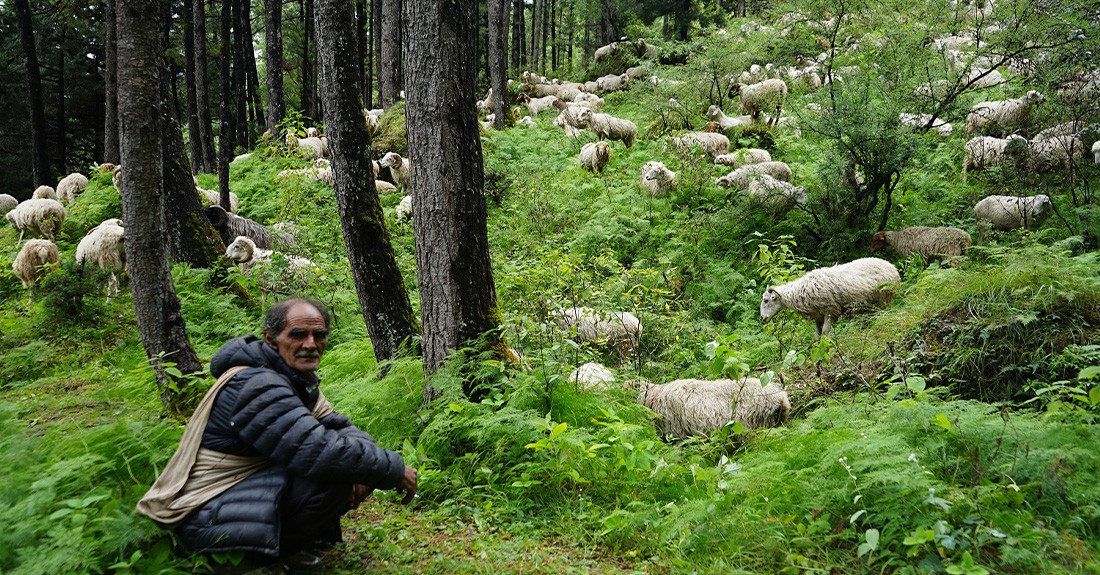 विदेशिए गोठाला, हराए गोठ