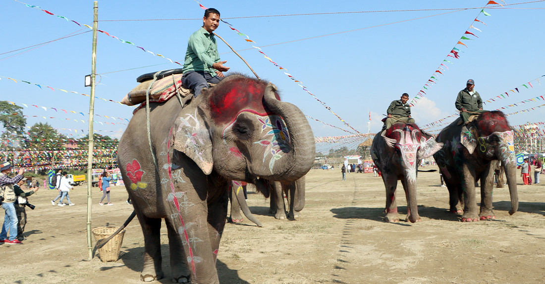 सेल्फीकलीलाई हात्ती सुन्दरीको उपाधि