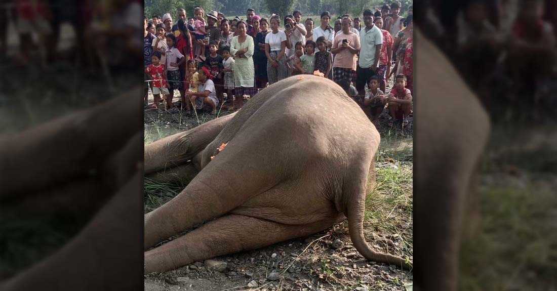 खोला किनारमा मत्ता हात्ती मृत भेटियो