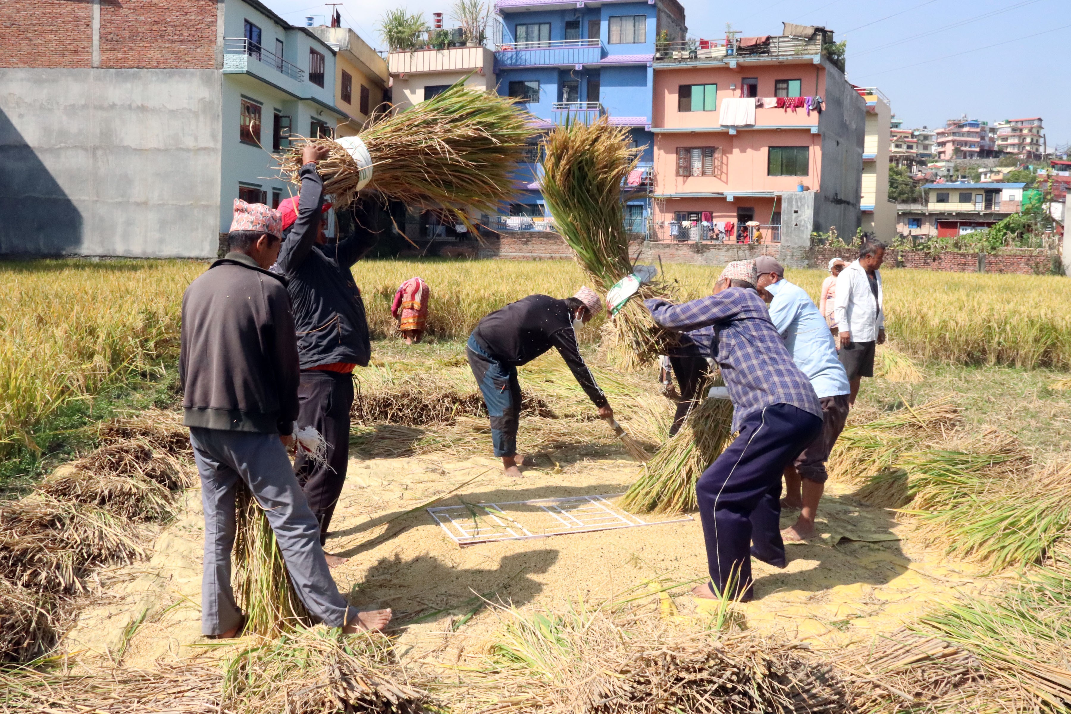 बडादसैँमा किसानलाई धान भित्र्याउने चटारो