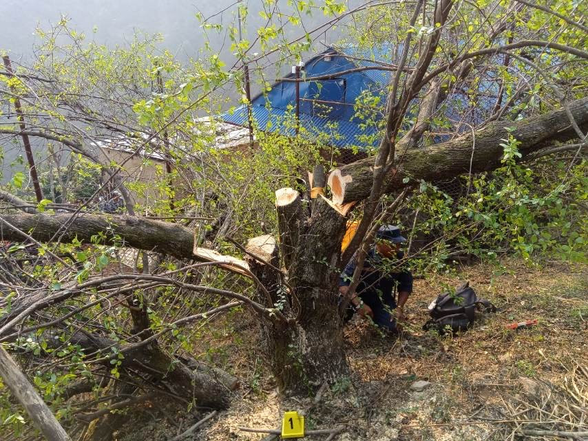 बोधिचित्तको रुख काटेको आरोपमा चारजना पक्राउ, रुख काट्ने समूहमा २० जना