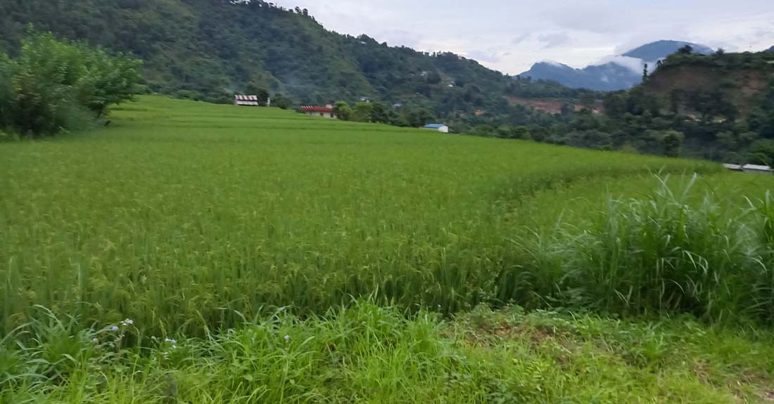 घरजग्गा कारोबारमा अझै बढेन ‘कन्फिडेन्स’, कुन वर्ष कति कारोबार ?