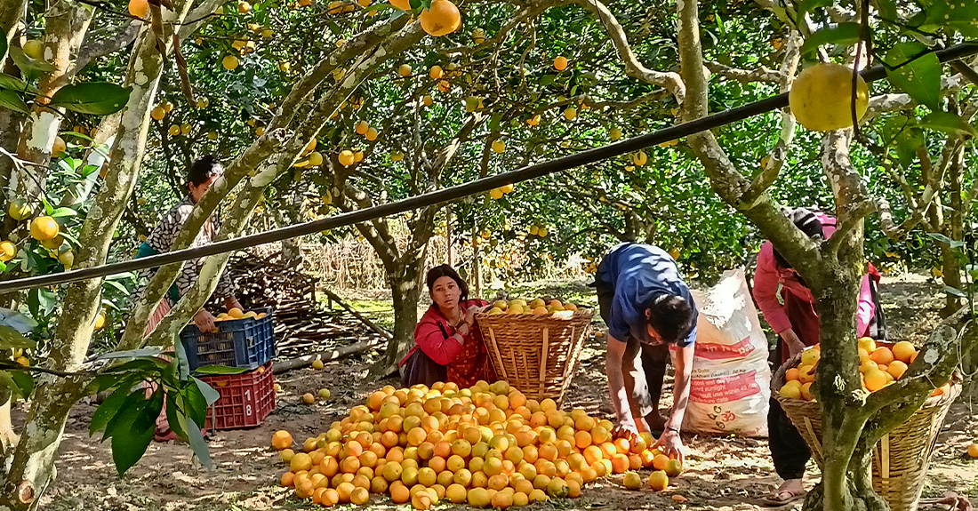 जुनारले बढायो समृद्धिको यात्रा !