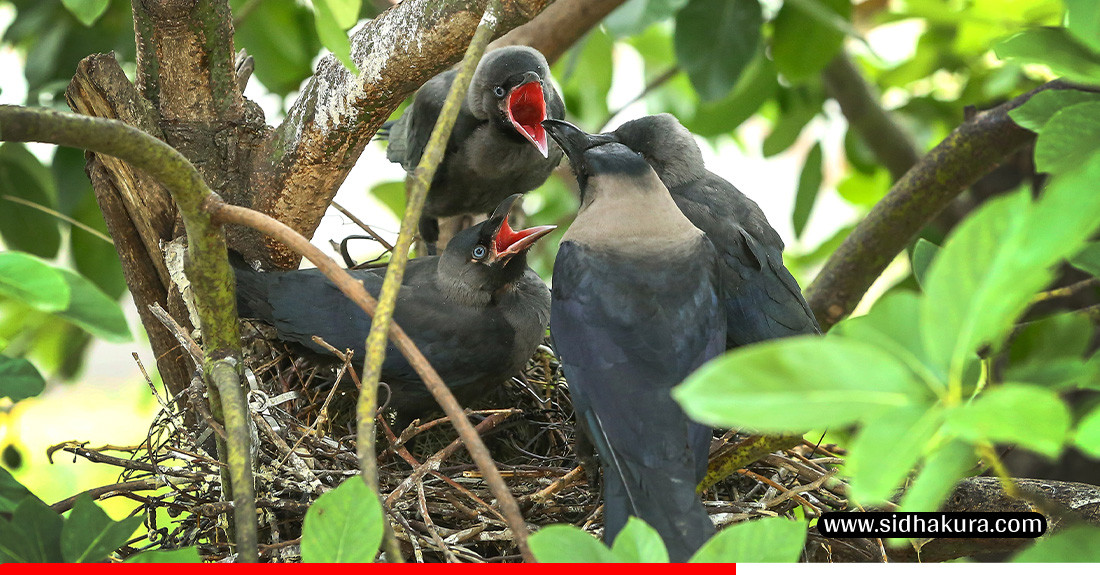 बच्चा हुर्काउँदै गरेका काग  (तस्विर कथा)