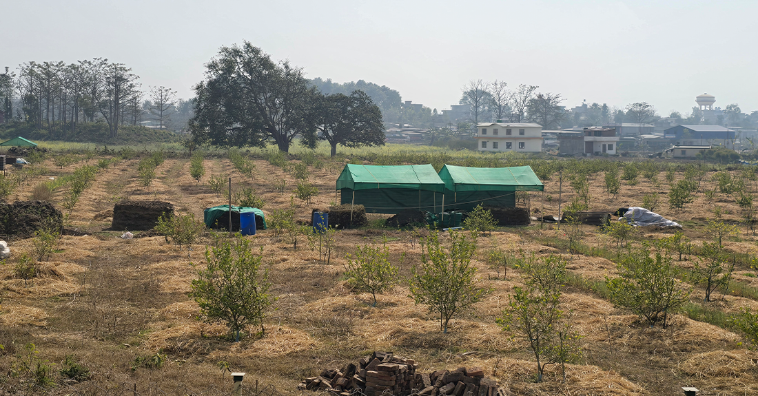 अमेरिका गए, सिभिल इन्जिनियर पढेः पुर्ख्यौली थलो फर्किए, कागती खेती गरे