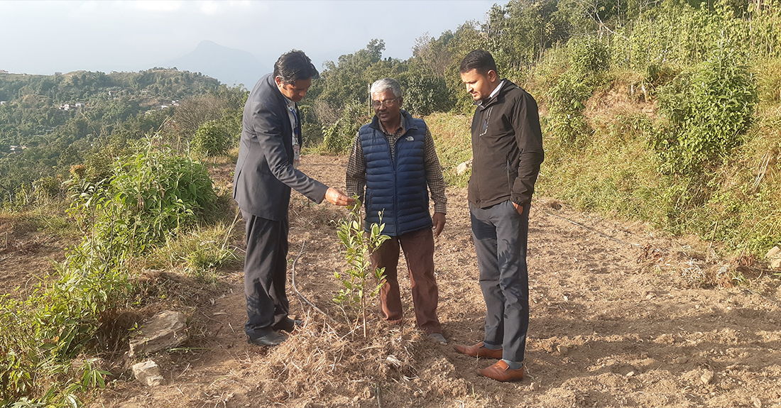 पोखराको बाँझो जग्गामा कागतीखेती