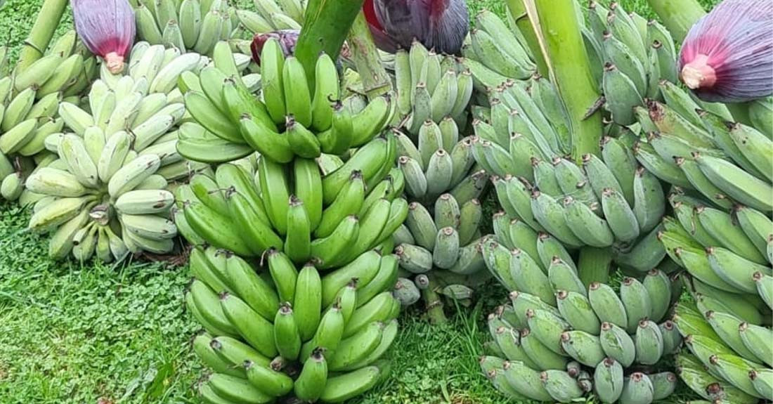 काँचो केरामै भेटियो विषादीको मात्रा