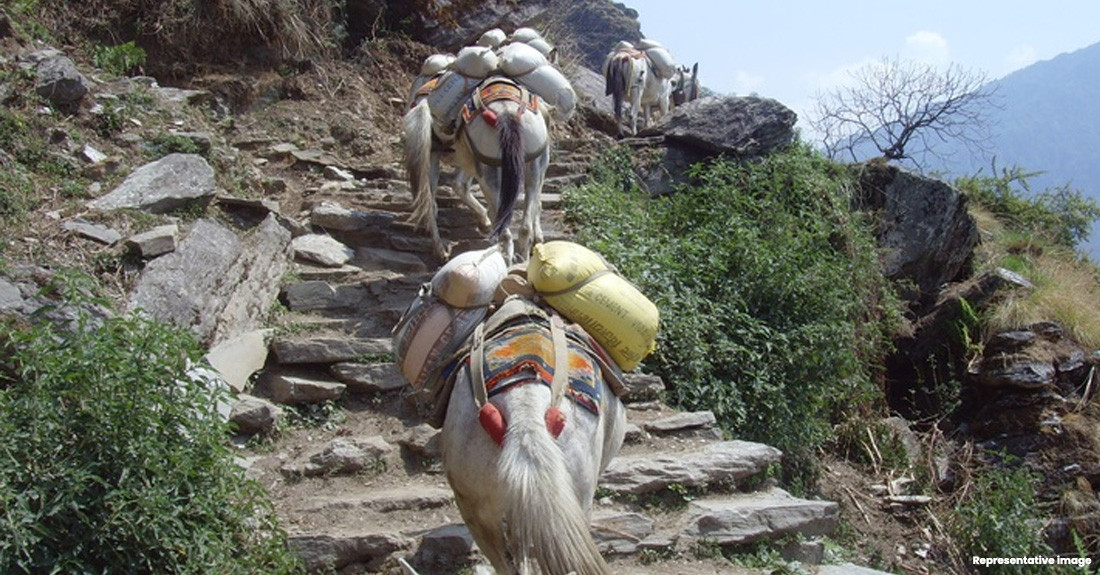 उत्तरी गोरखाको सिर्दीबासमा खच्चडबाट चामल ढुवानी