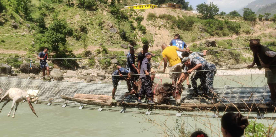 कर्णालीको झोलुङ्गे पुलमा अड्किएका खच्चडको उद्धार