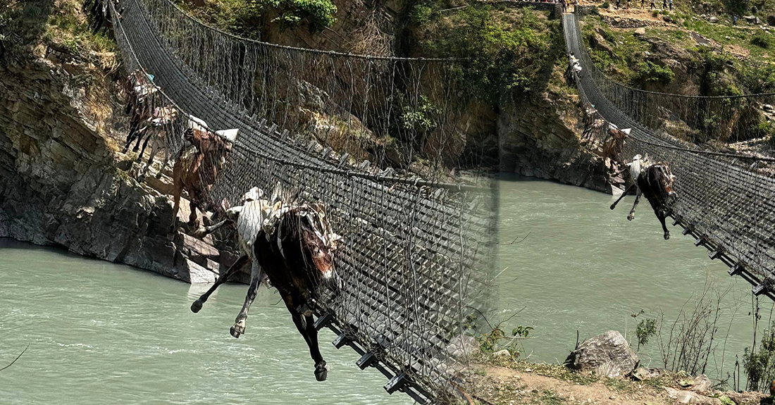 उद्धारका क्रममा २ खच्चर मरे, ९ खच्चरको उद्धार