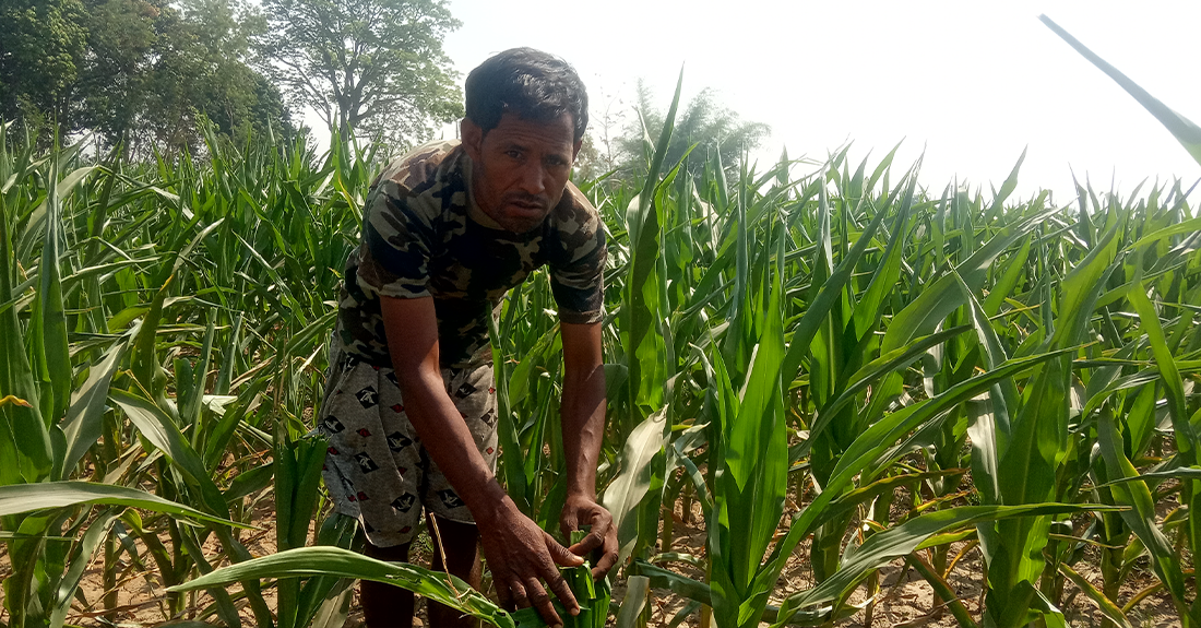 मकैमा कीराको सङ्क्रमणले किसान चिन्तित