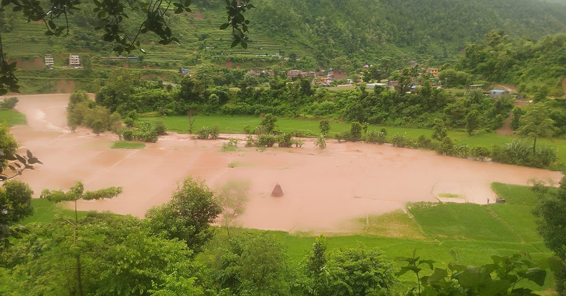 कोशीखोलामा आएको  बाढीले नुवाकोटका सयौँ रोपनी धानखेत बगरमा परिणत