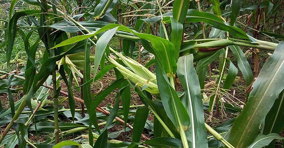 बाँदर नियन्त्रण गर्न ‘मङ्की पार्क’