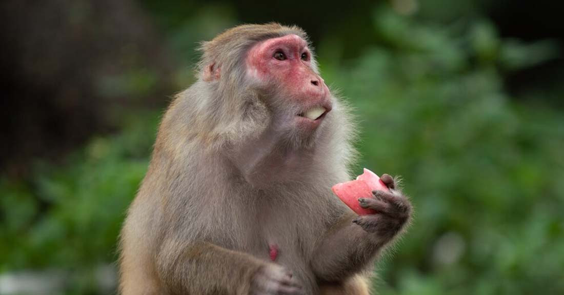 सिन्धुपाल्चोकमा पनि बाँदर धपाउन रुख काट्ने निर्णय