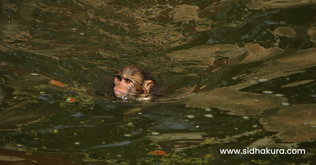 बाँदरकाे पाैडी ! (तस्विरहरु)