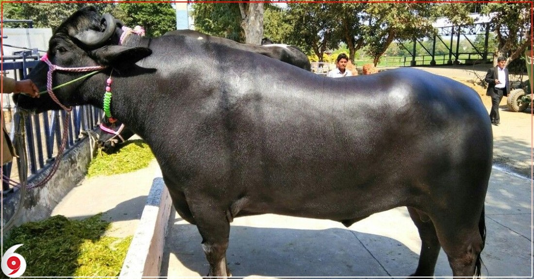 भारतले दिएका सात मुर्रा राँगा पोखरा ल्याइयो, आगामी पुसदेखि बिर्य सङ्कलन सुरु