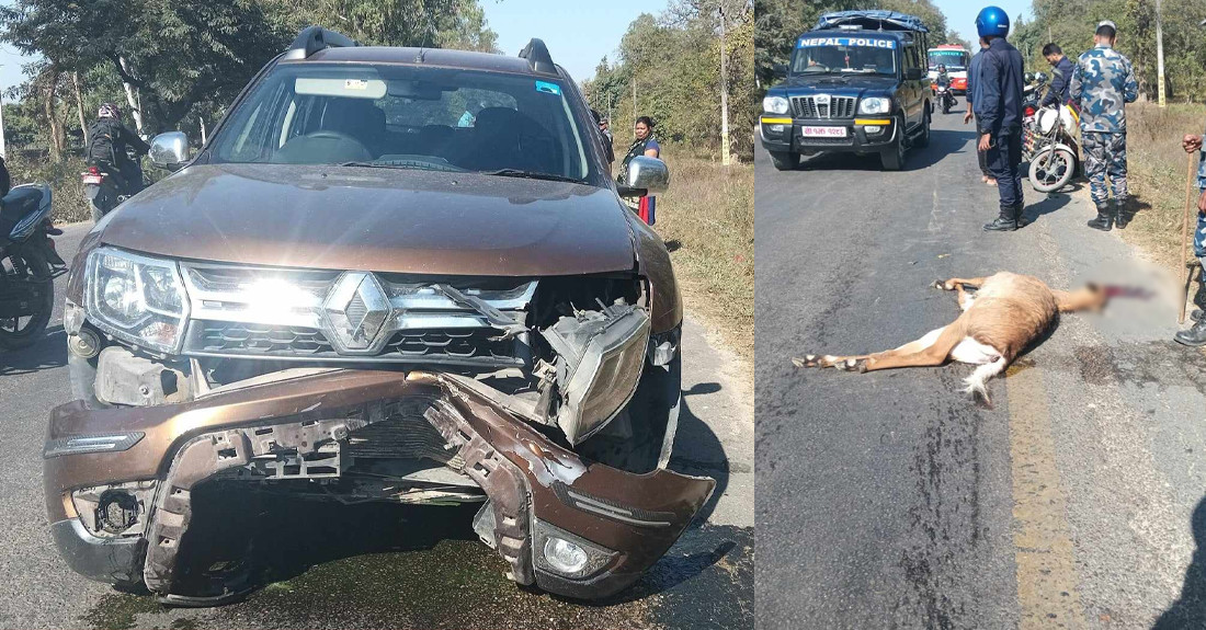 सर्लाहीमा कारको ठक्करबाट निलगाईको मृत्यु