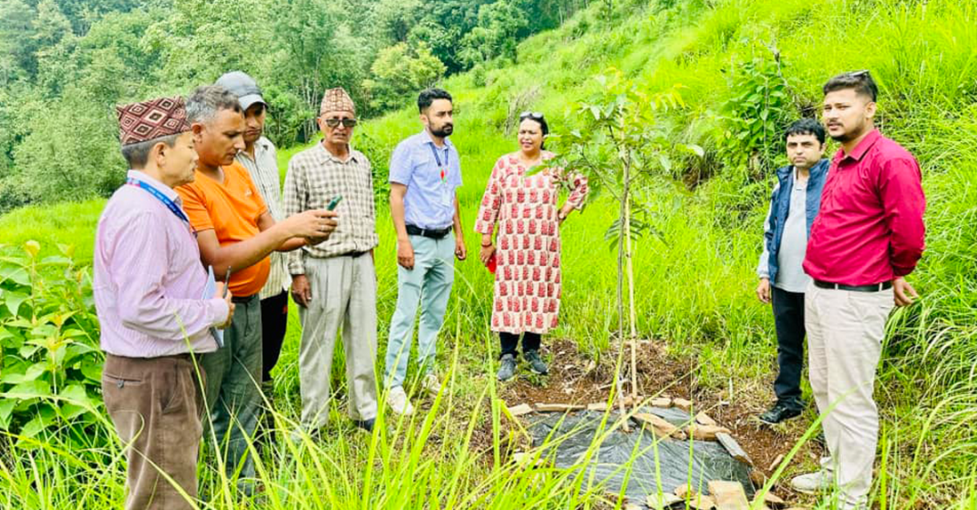 बाँदरबाट हैरान पर्वतका किसान व्यावसायिक ओखर खेतीमा