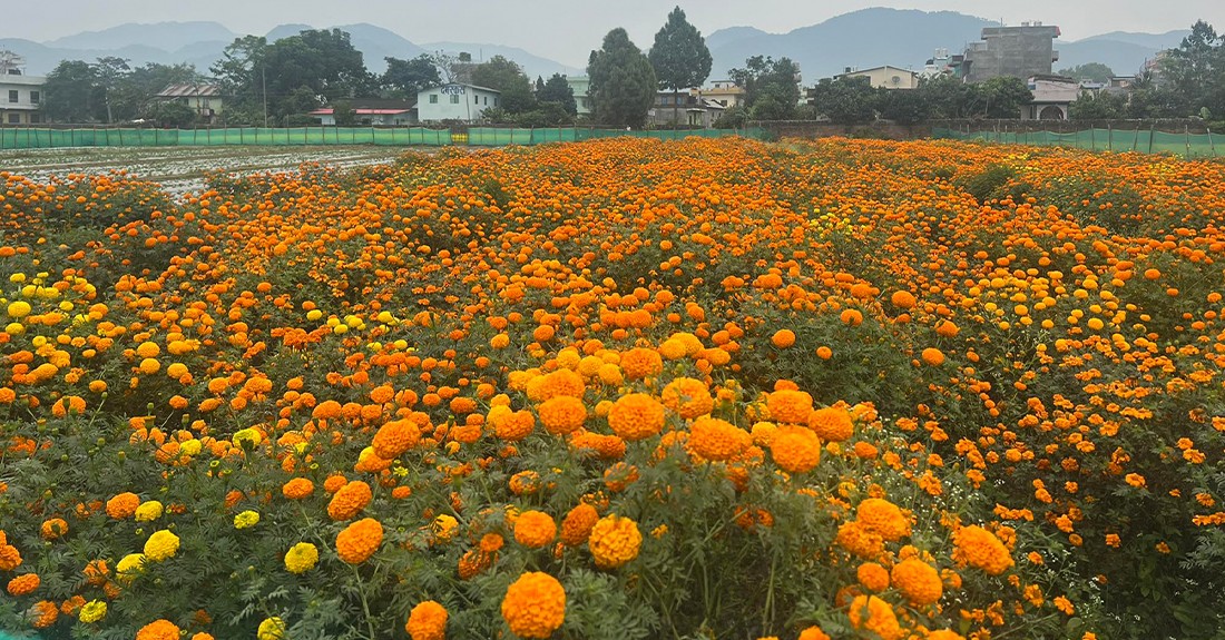 फूलमाला बिक्री गर्न महानगरले चार स्थान तोक्यो