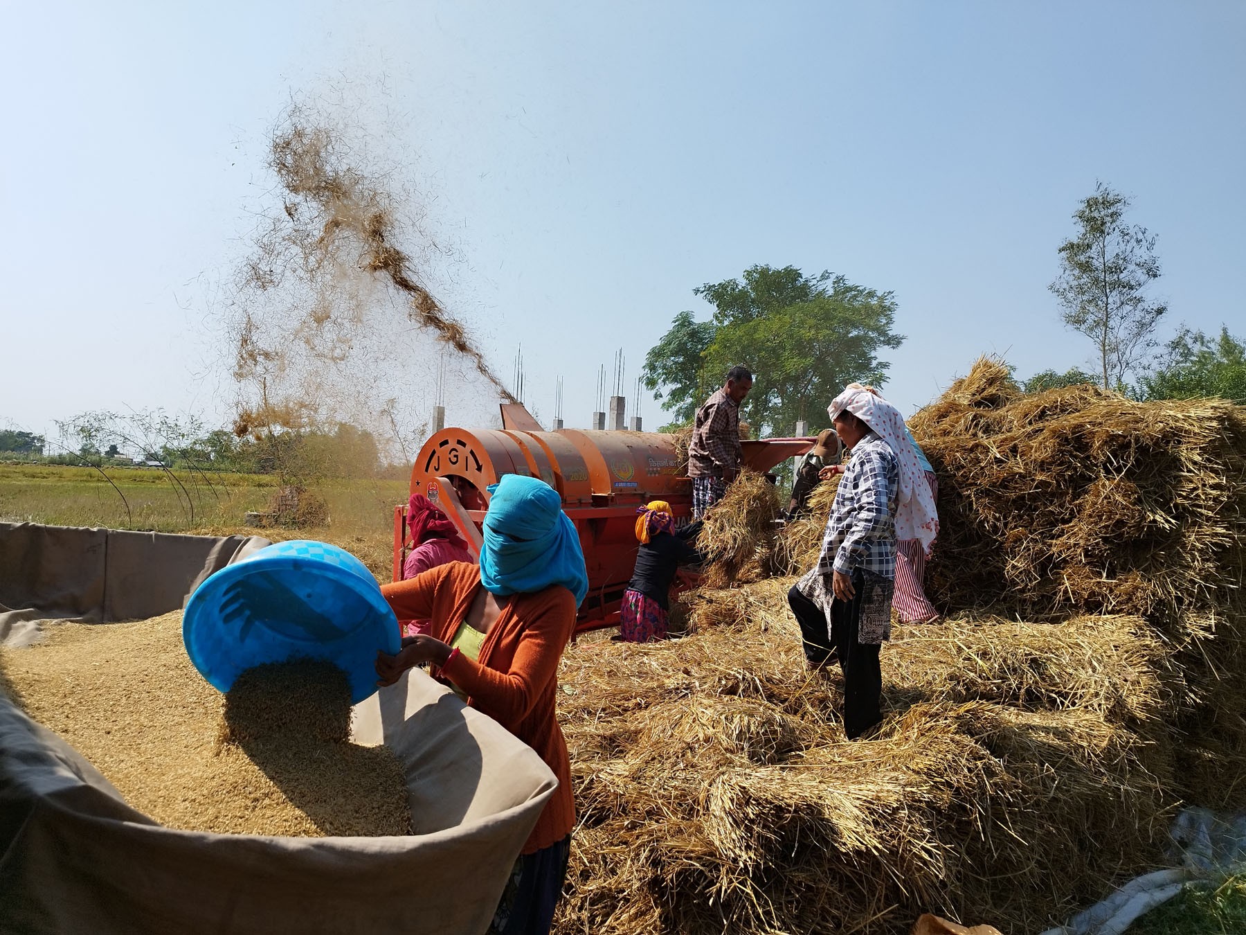 किसानको धान, व्यापारीको मनपरी मूल्य