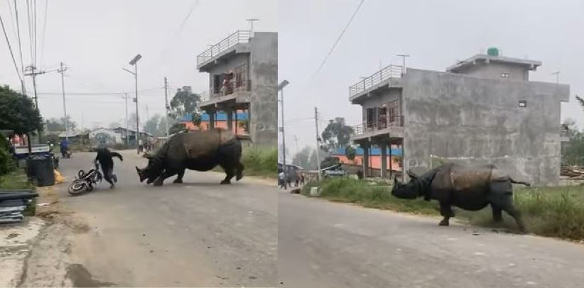 गैँडाको आक्रमणबाट एक जनाको मृत्यु