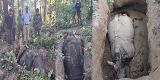 गैँडा मार्ने ‘सिरियल किलर, ७ जना पक्राउ