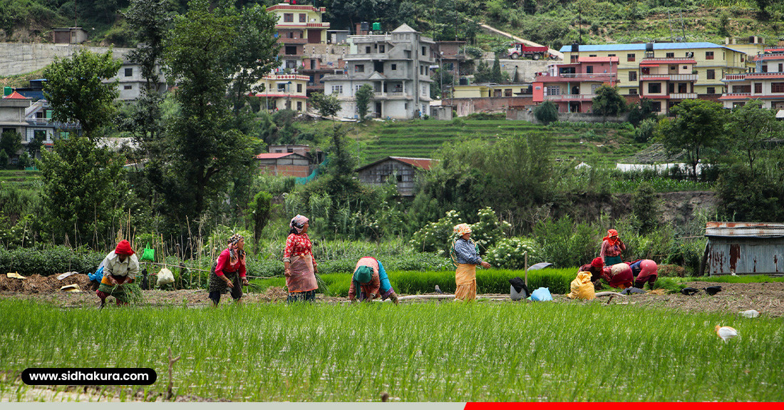 बुङ्गमतीमा रोपाइँको चटारो (तस्बिरहरु)