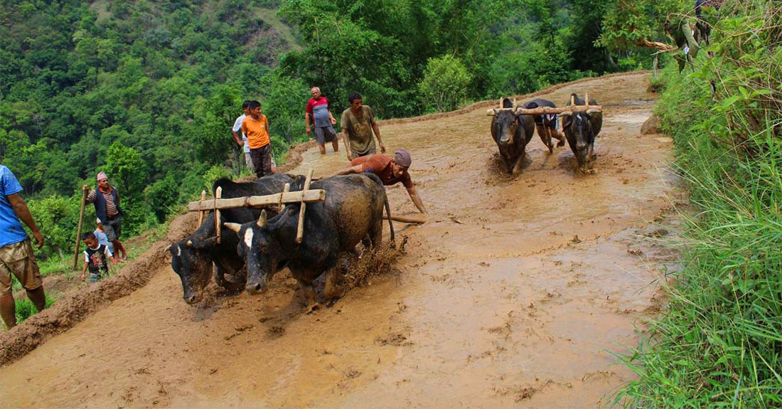 मुलुकभर ३८ प्रतिशत रोपाइँ सम्पन्न