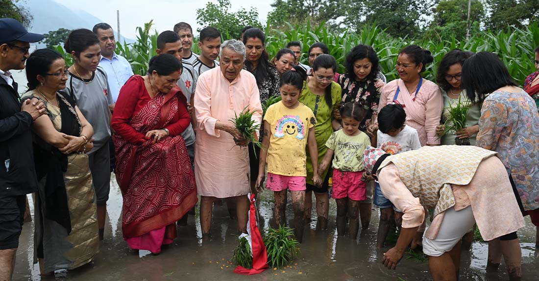 शीतल निवासमा धान रोपाइँ