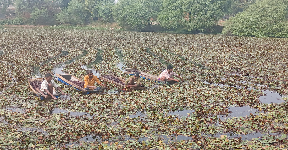 व्यावसायिक सिँगडाखेतीबाट गाउँमै लाखौँ आम्दानी