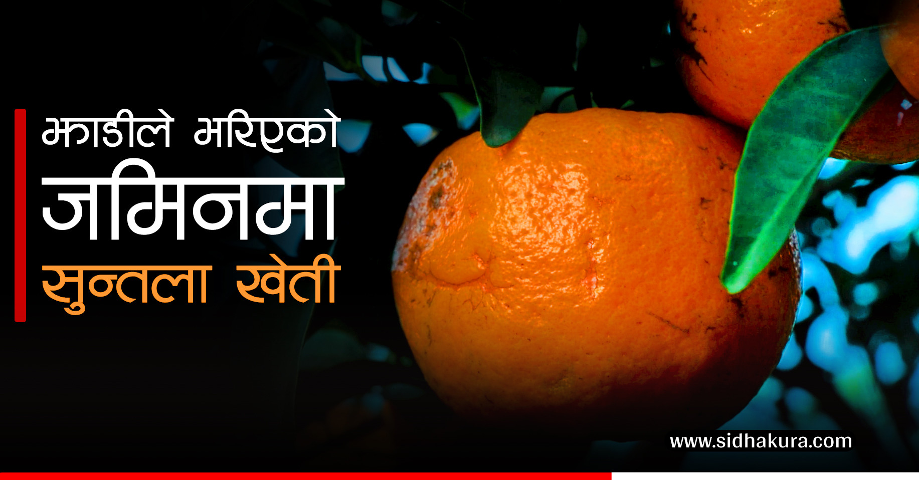 झाडी भरिएको जमिनमा सुन्तला खेती (भिडियाेसहित)