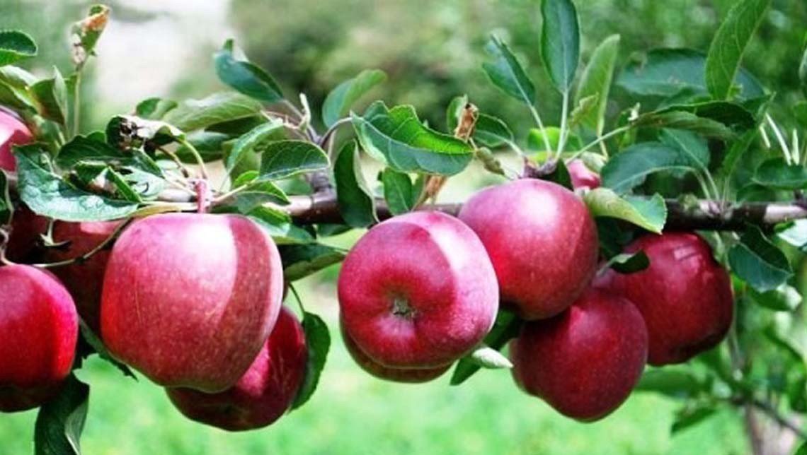 मुस्ताङमा असोज नलागेसम्म स्याउ टिप्न नपाइने