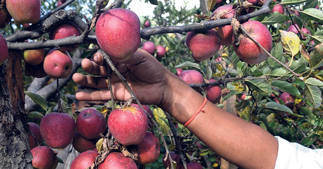 कालिकोटका किसानले प्रतिकिलो ५० रुपैयाँमा बेच्छन् स्याउ