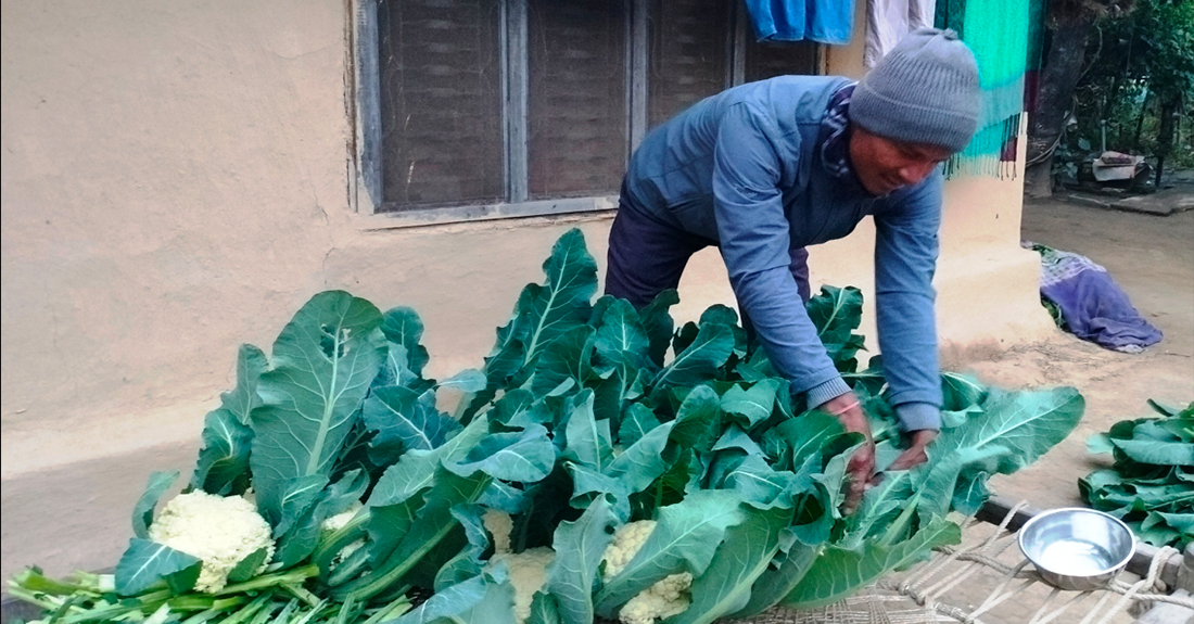 वडाध्यक्षको तरकारी खेती मोह
