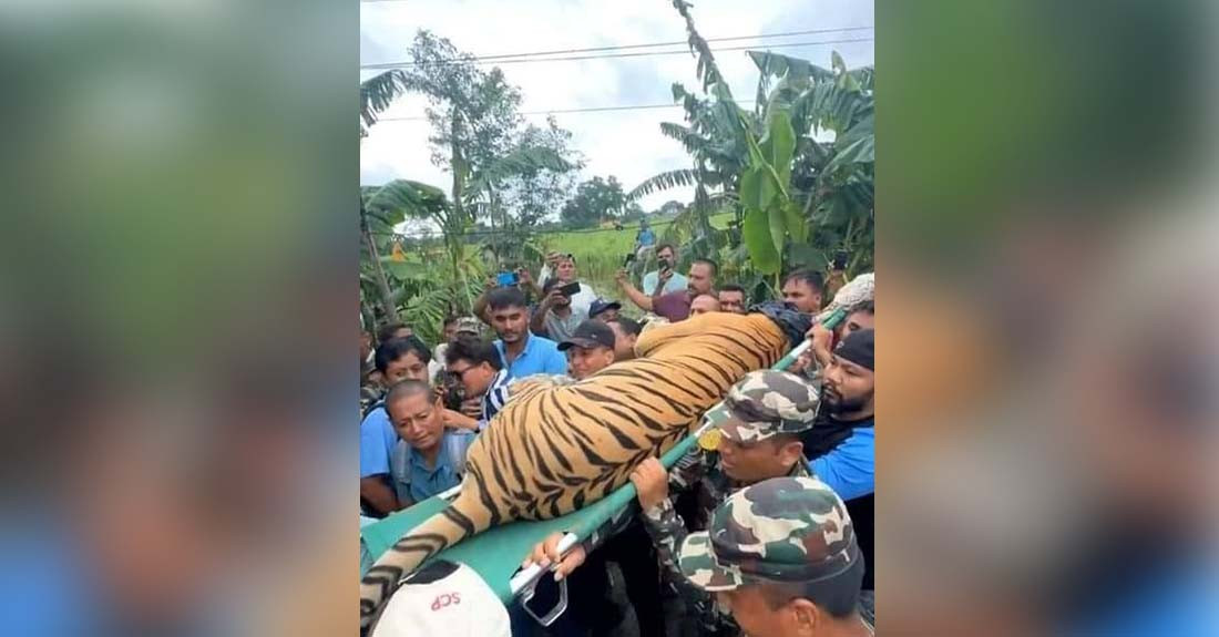 ५ ओटा हात्तीको सहायताले नियन्त्रणमा लिइयो महिलाको ज्यान लिने बाघ