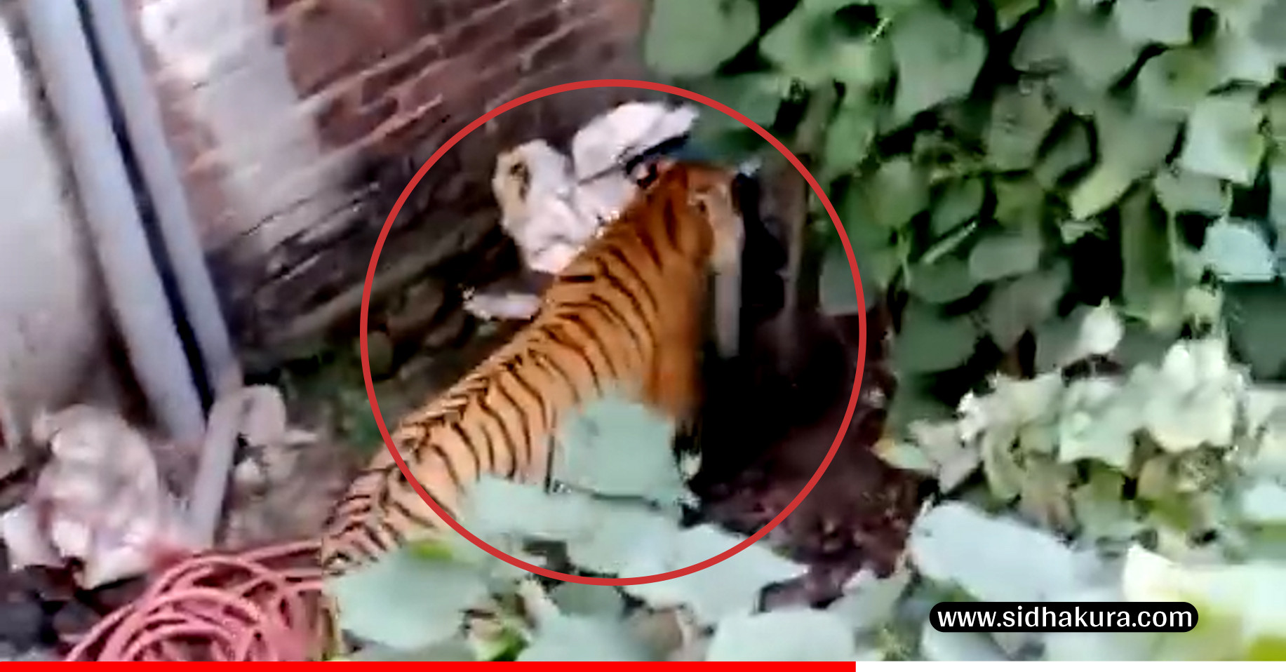 फत्तेपुरको बस्तीमै छिर्यो बाघ, आक्रमणबाट दुई जना घाइते