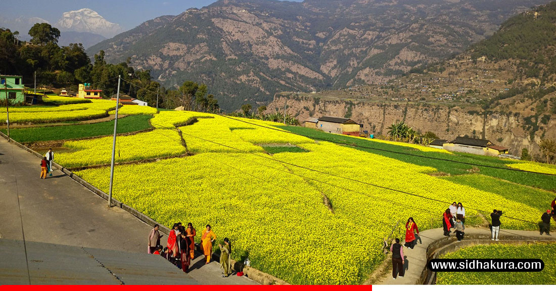 रत्नेचौरको तोरीबारीमा 'टिकटकर'को भीड