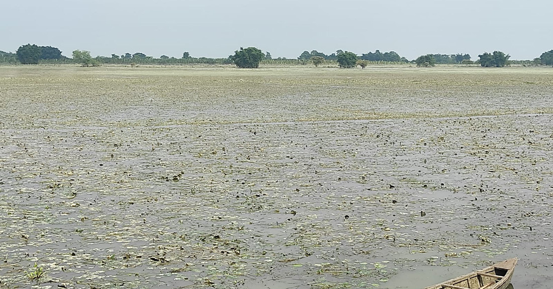 बाढीपीडित किसानको गुनासोः स्याहार्ने बेलाको धान बाढीले लग्यो, अब के खाने थाहा छैन