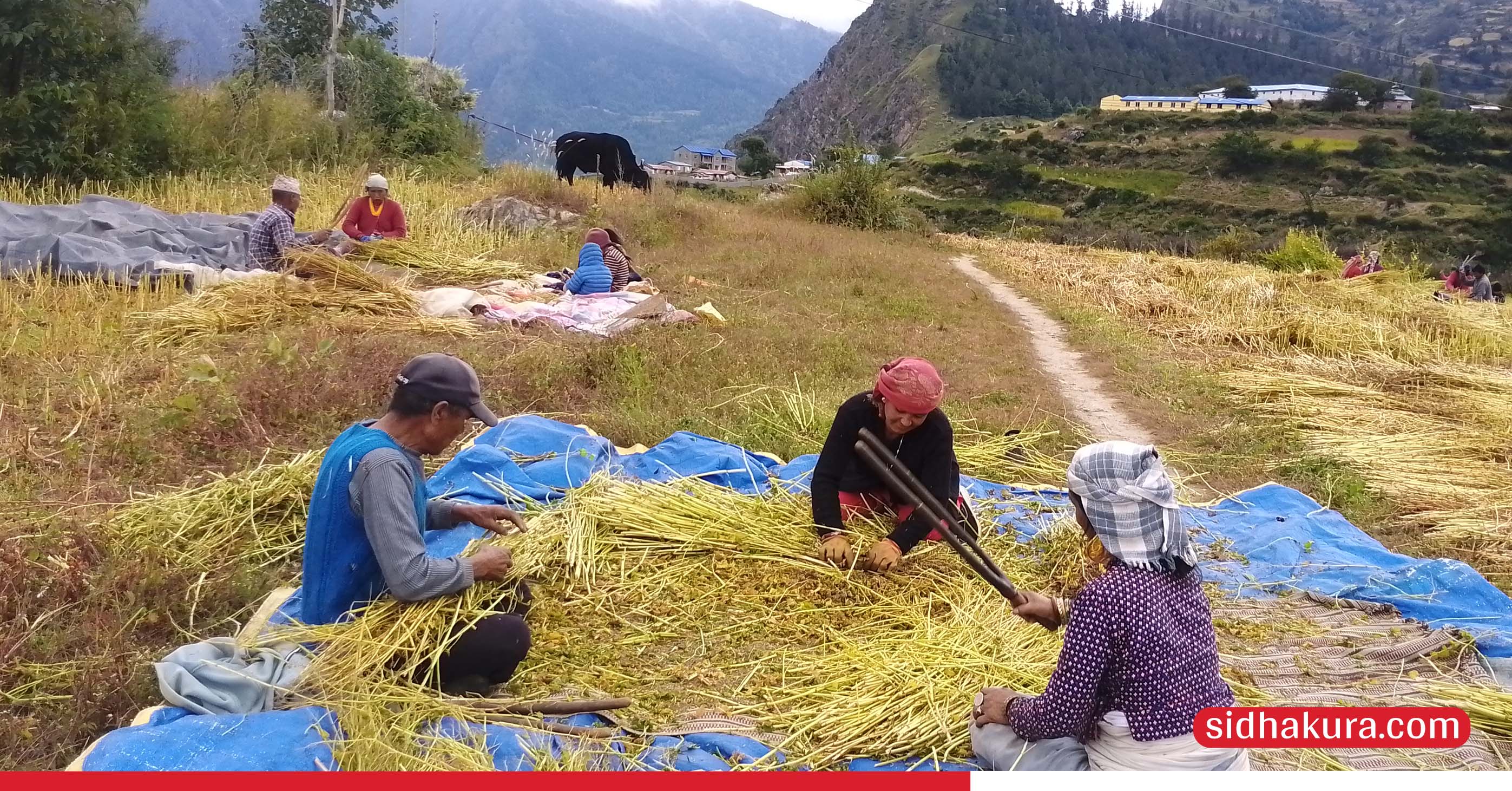 दसैँ सकिएसँगै किसान बाली भित्र्याउन व्यस्त