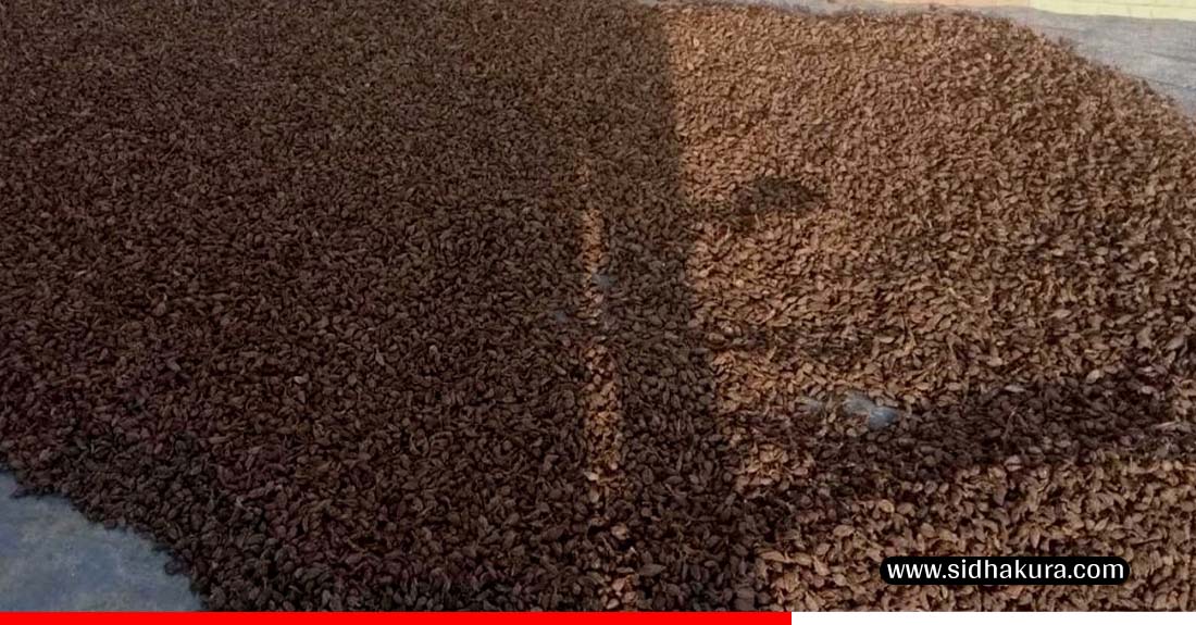 अलैँचीको मूल्य बढ्दा भोजपुरका किसान उत्साहित