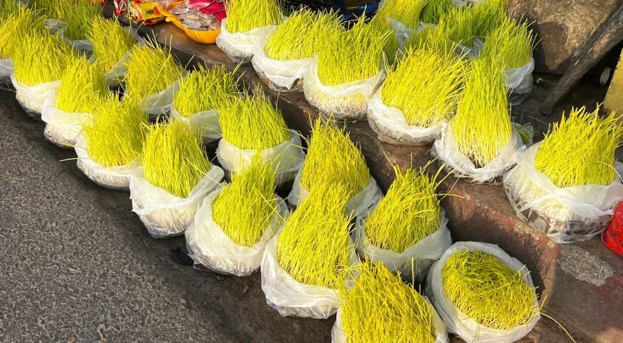 बिक्रीमा जमरा, किनेर लगाउने पनि उत्तिकै