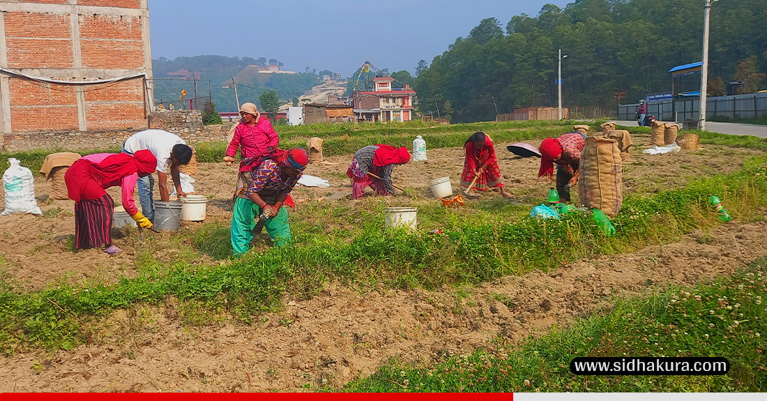 काभ्रेका किसानको चिन्ता, ‘खनौँ भाउ छैन, नखनौँ कुहिने डर छ’
