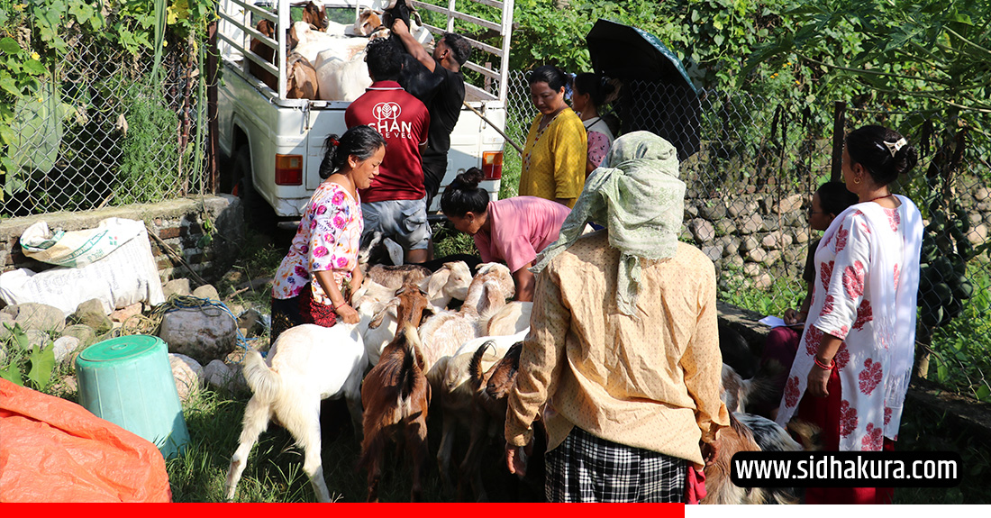 महिला नेतृत्वको एक सहकारीमार्फत ३५० खसीबोका बिक्री