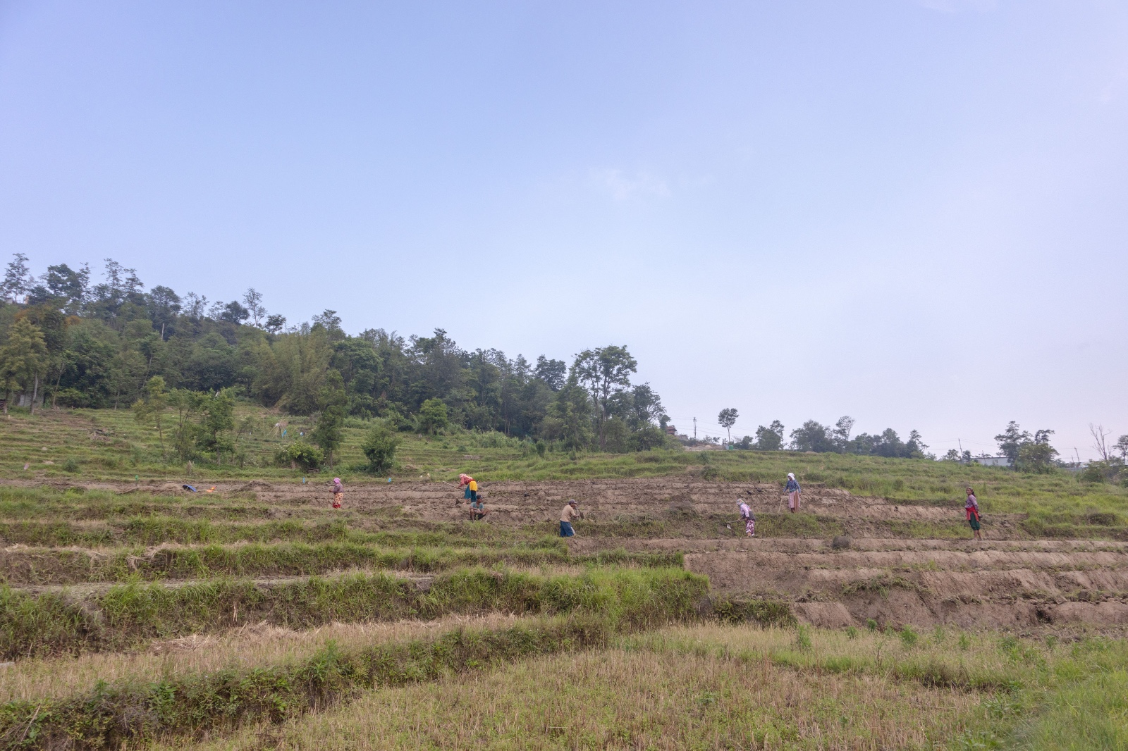 khet_Dhanropai_sidhakura-(1)-1780805952.jpg