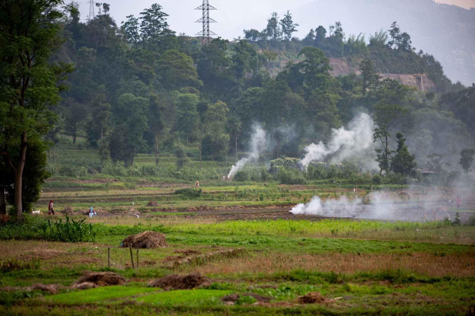 khet_Dhanropai_sidhakura-(2)-1780805952.jpg