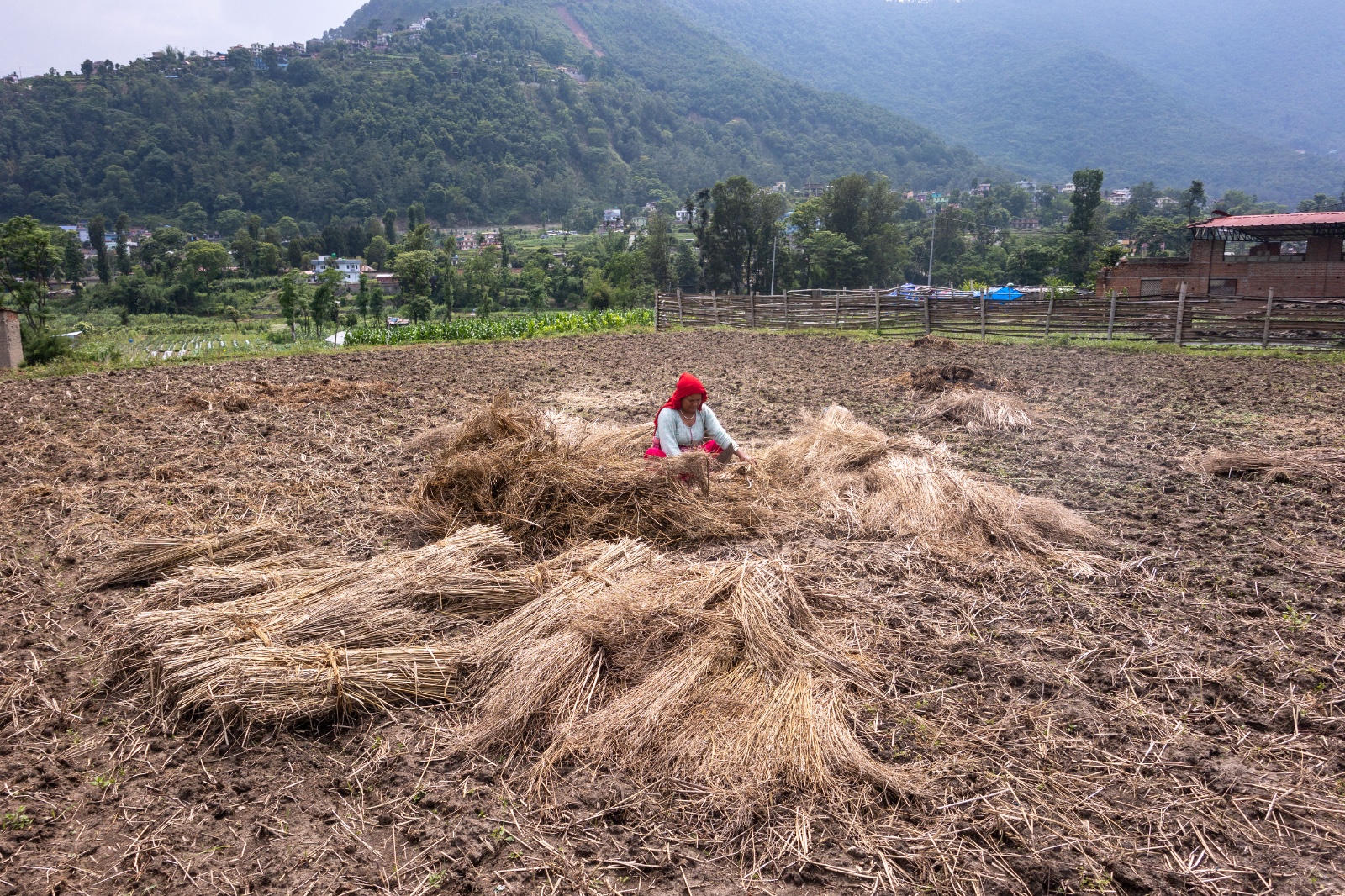 khet_Dhanropai_sidhakura-(3)-1780805952.jpg
